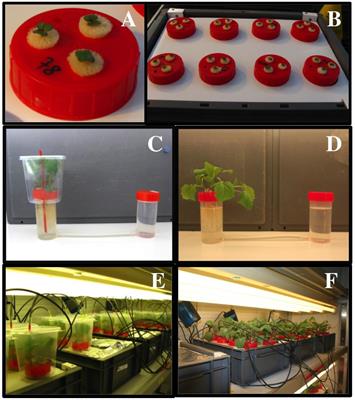 Changes in 15NO3- Availability and Transpiration Rate Are Associated With a Rapid Diurnal Adjustment of Anion Contents as Well as 15N and Water Fluxes Between the Roots and Shoots